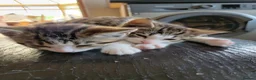 Mixed Breed cats for sale: 2 boys kittens ready to leave - Advert 13