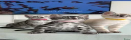 Bengal cats for sale: TICA Pedigree Bengals in Lynx and Silver Charcoal - Advert 6