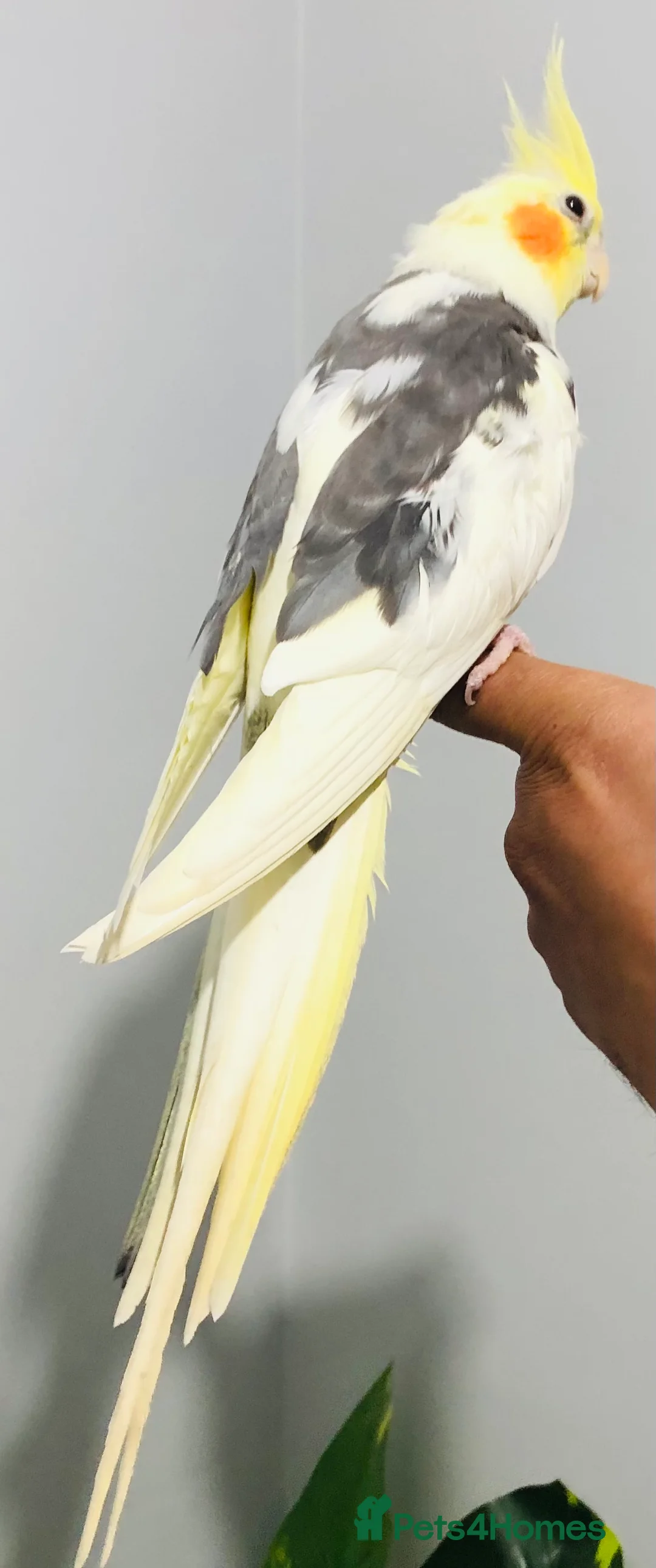 Cockatiels birds for sale: Beautiful hand tamed cockatiel for sale. - Advert 2