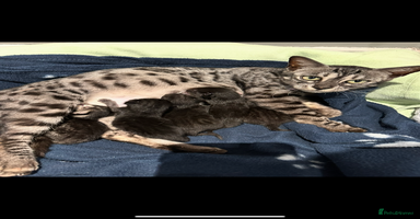 Bengal cats - Advert 9