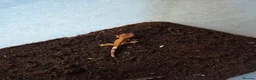 Gecko reptiles for sale: Baby crested gecko - Advert 3