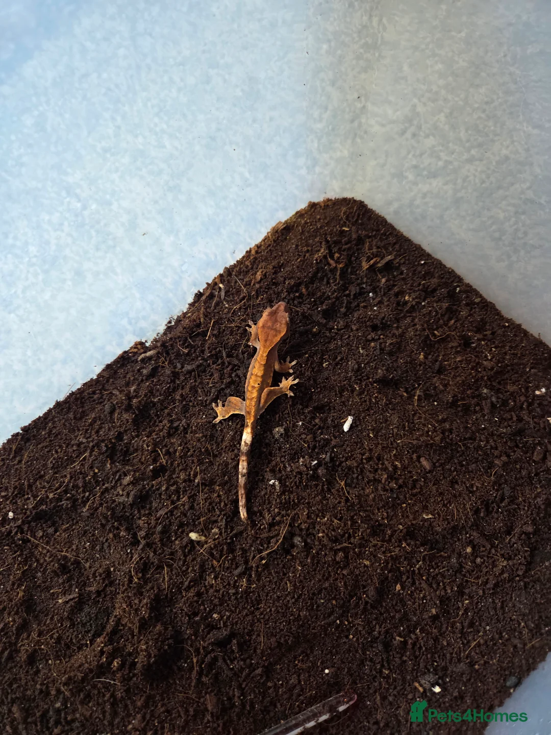 Gecko reptiles for sale: Baby crested gecko - Advert 3