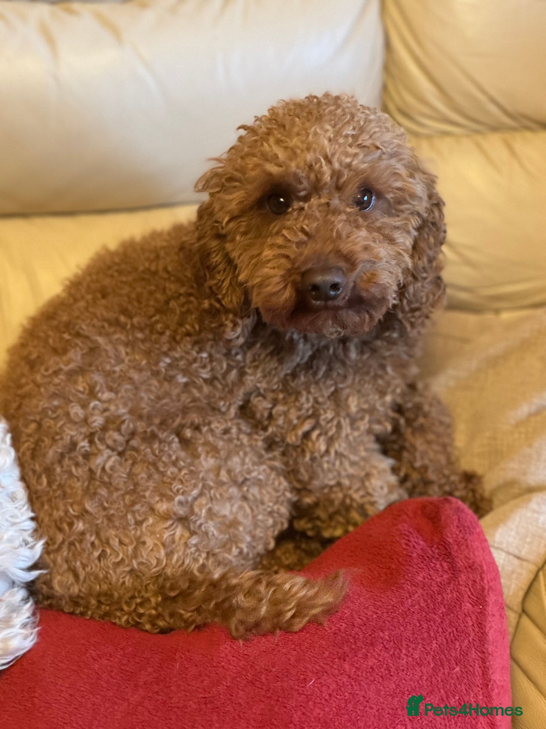 Miniature Poodle dogs for stud: HEALTH TESTED RED MINIATURE POODLE in Bewdley - Advert 6