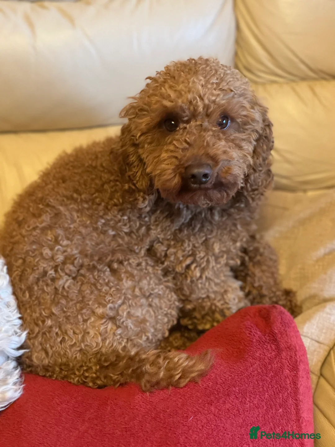 Miniature Poodle dogs for stud: HEALTH TESTED RED MINIATURE POODLE in Bewdley - Advert 6