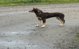 Australian Kelpie dogs for sale: Australian Kelpie 6 months male - Advert 3