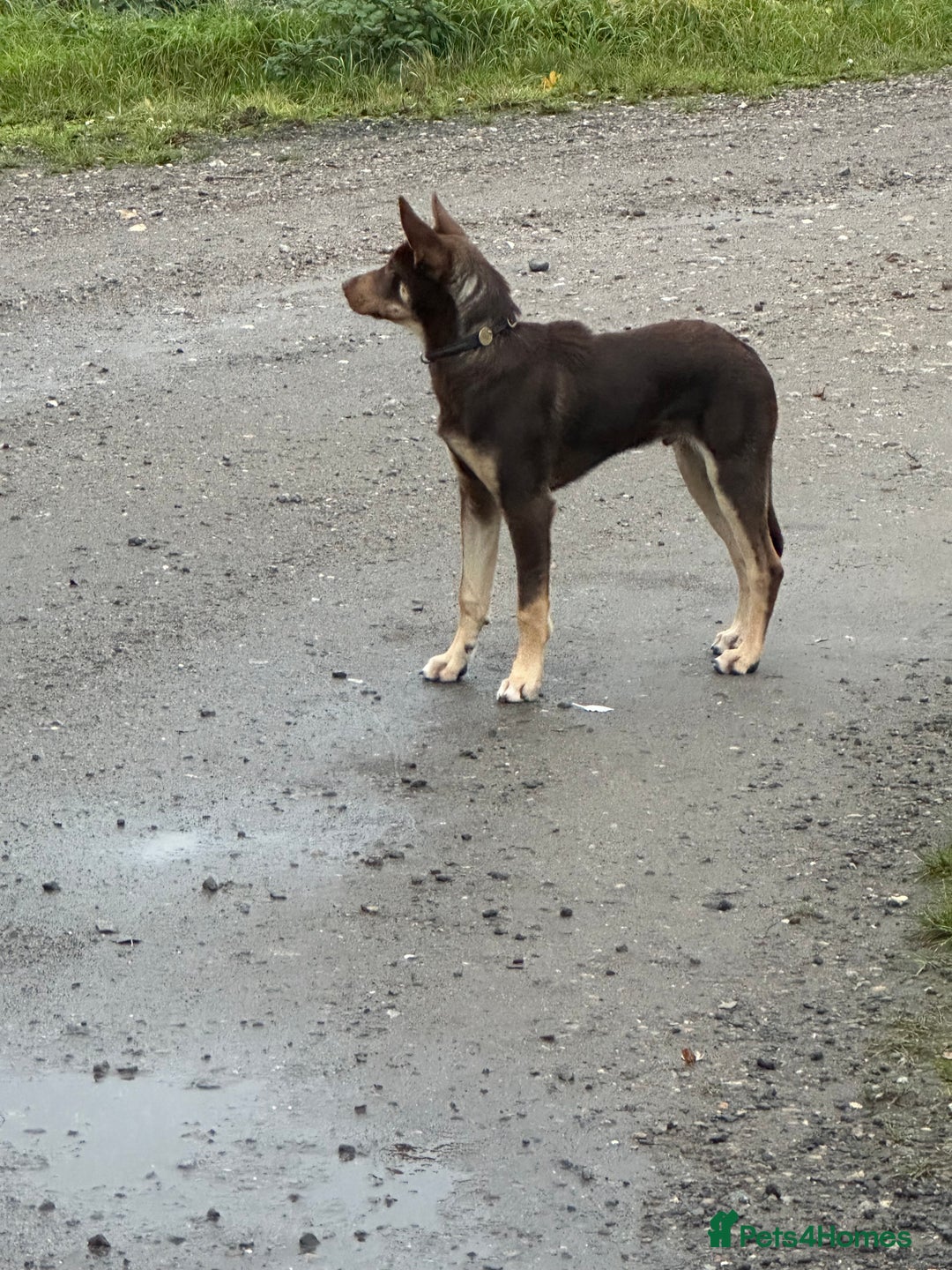 Australian Kelpie dogs for sale: Australian Kelpie 6 months male - Advert 3