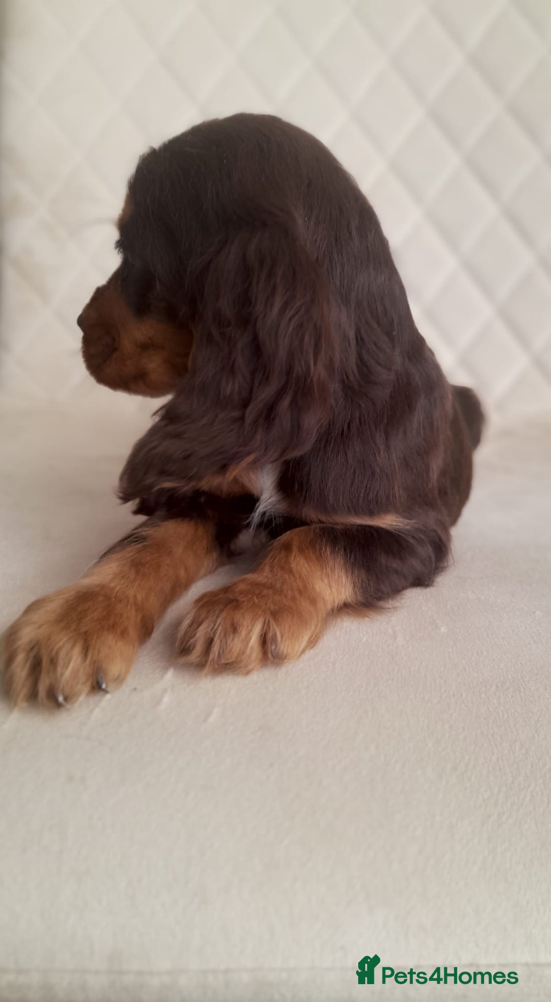 Cocker Spaniel dogs for sale: Beautiful cocker spaniel puppy’s  - Advert 15
