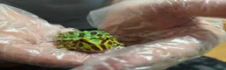 Frog reptiles for sale: Pac-Man Juveniles Available! - Advert 1