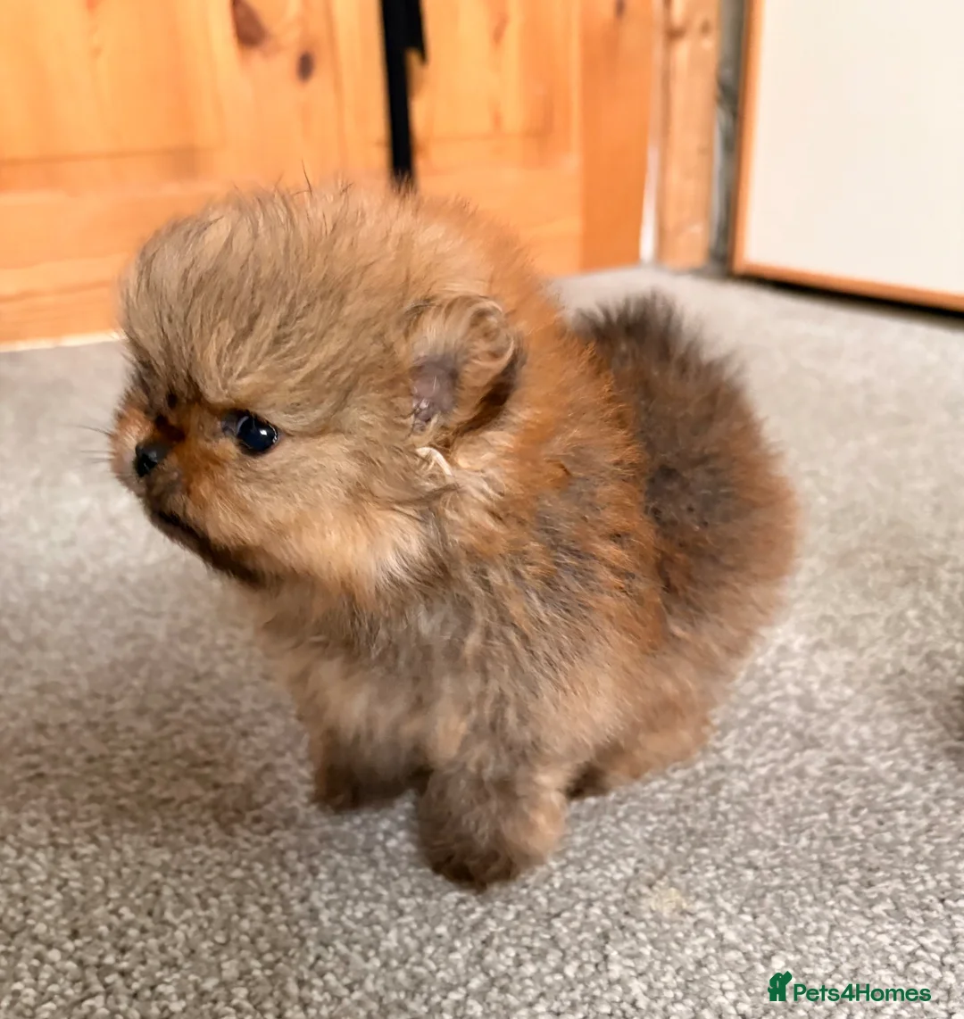 Pomeranian dogs for sale: Beautiful quality Pomeranian puppies kc reg  - Advert 2