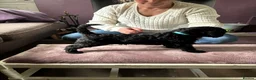 Standard Poodle dogs for sale: Exceptional working standard poodle - Advert 6