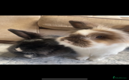 Lionhead rabbits for sale: 1 Male&1 Female lionhead rabbits available. - Image 11