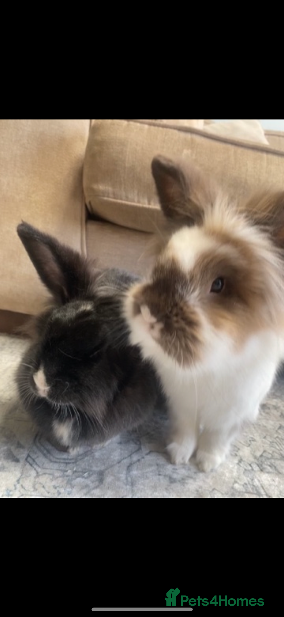 Lionhead rabbits for sale: 1 Male&1 Female lionhead rabbits available. - Image 11