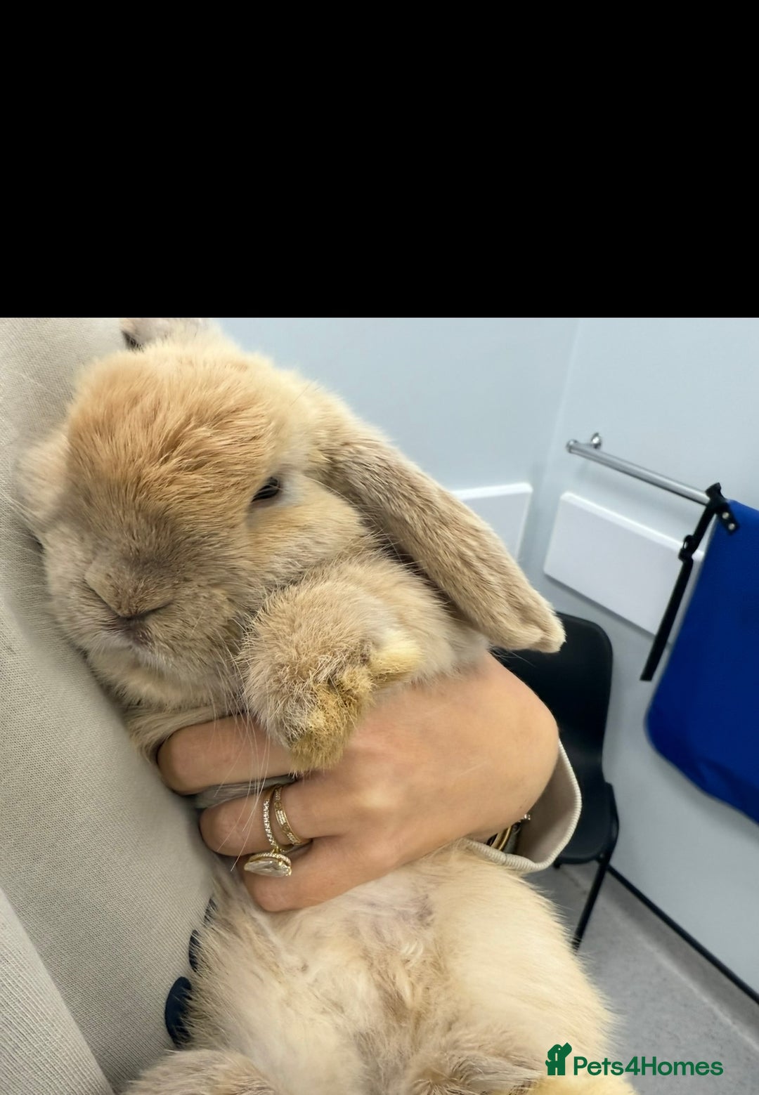 Mini Lop rabbits for sale: Bonded mini lop pair  - Image 5