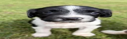 English Springer Spaniel dogs for sale: KC Working Springer Springer Puppies - Advert 6
