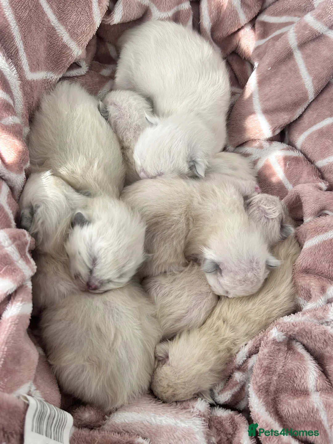 Ragdoll cats for sale: Beautiful purebreed ragdoll kittens  - Advert 8