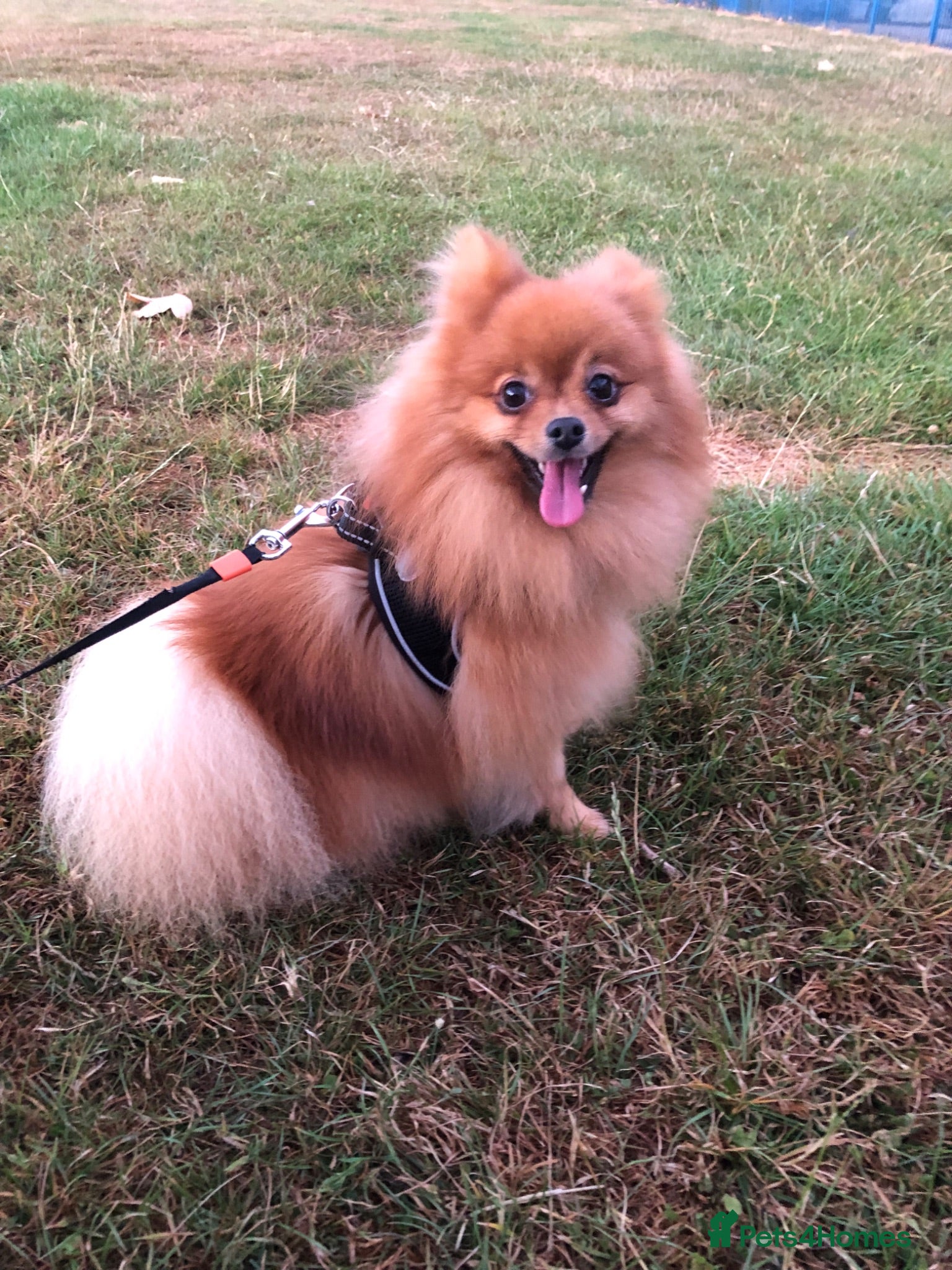 Pomeranian dogs Orange Pomeranian Stud  - Advert 1