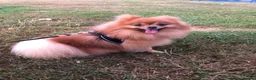 Pomeranian dogs for stud: Orange Pomeranian Stud  - Advert 1
