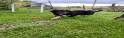 Mixed Breed dogs for sale: Border Collie x Golden Retriever pups for sale  in Glasgow - Advert 22