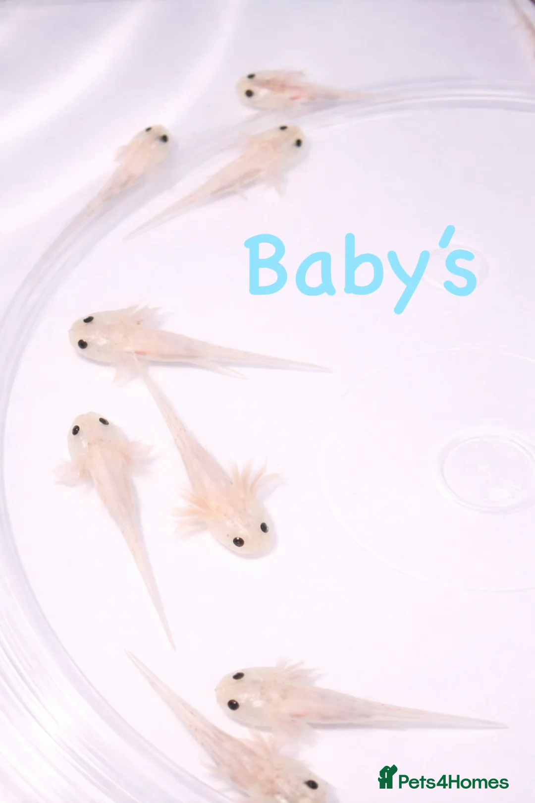 Axolotl reptiles for sale: 7 week old baby albino axolotl for sale - Advert 4