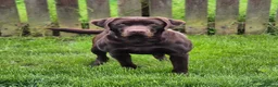 Labrador Retriever dogs for sale: Super Chocolate KC Reg Pups- Health Tested Parents - Advert 11