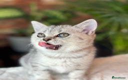 British Shorthair cats for sale: 💎Rare Silver & Spotted BSH Kittens ns 12 & n 24🐾 - Image 32
