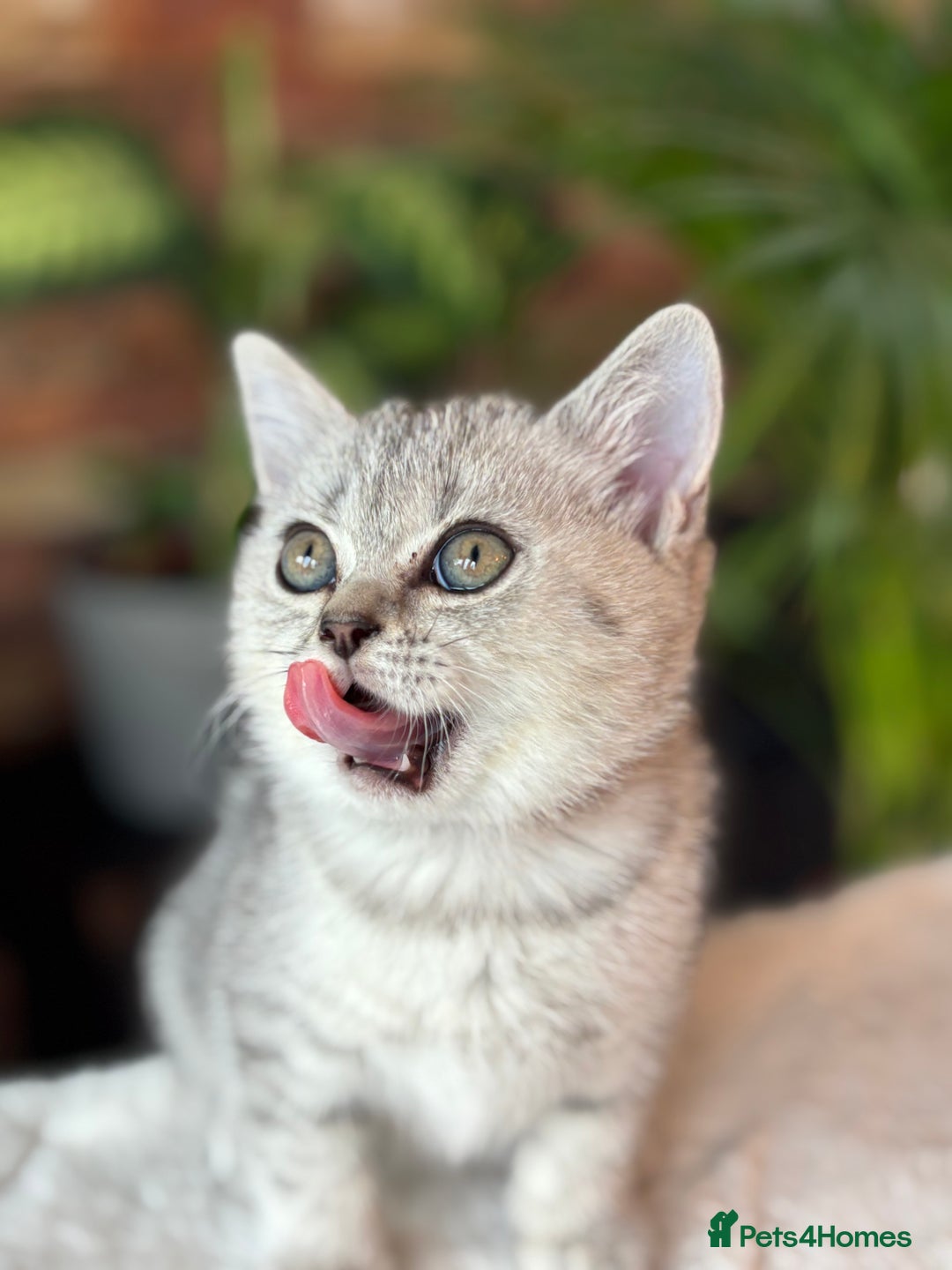 British Shorthair cats for sale: 💎Rare Silver & Spotted BSH Kittens ns 12 & n 24🐾 - Image 32
