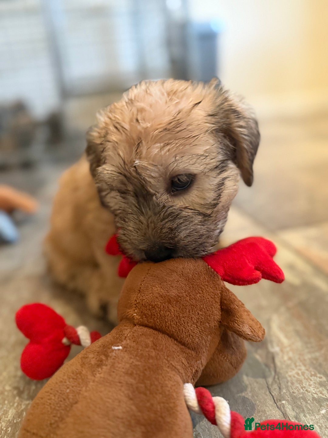 Glen of Imaal Terrier dogs for sale: Glen of Imaal terrier puppies - Advert 27