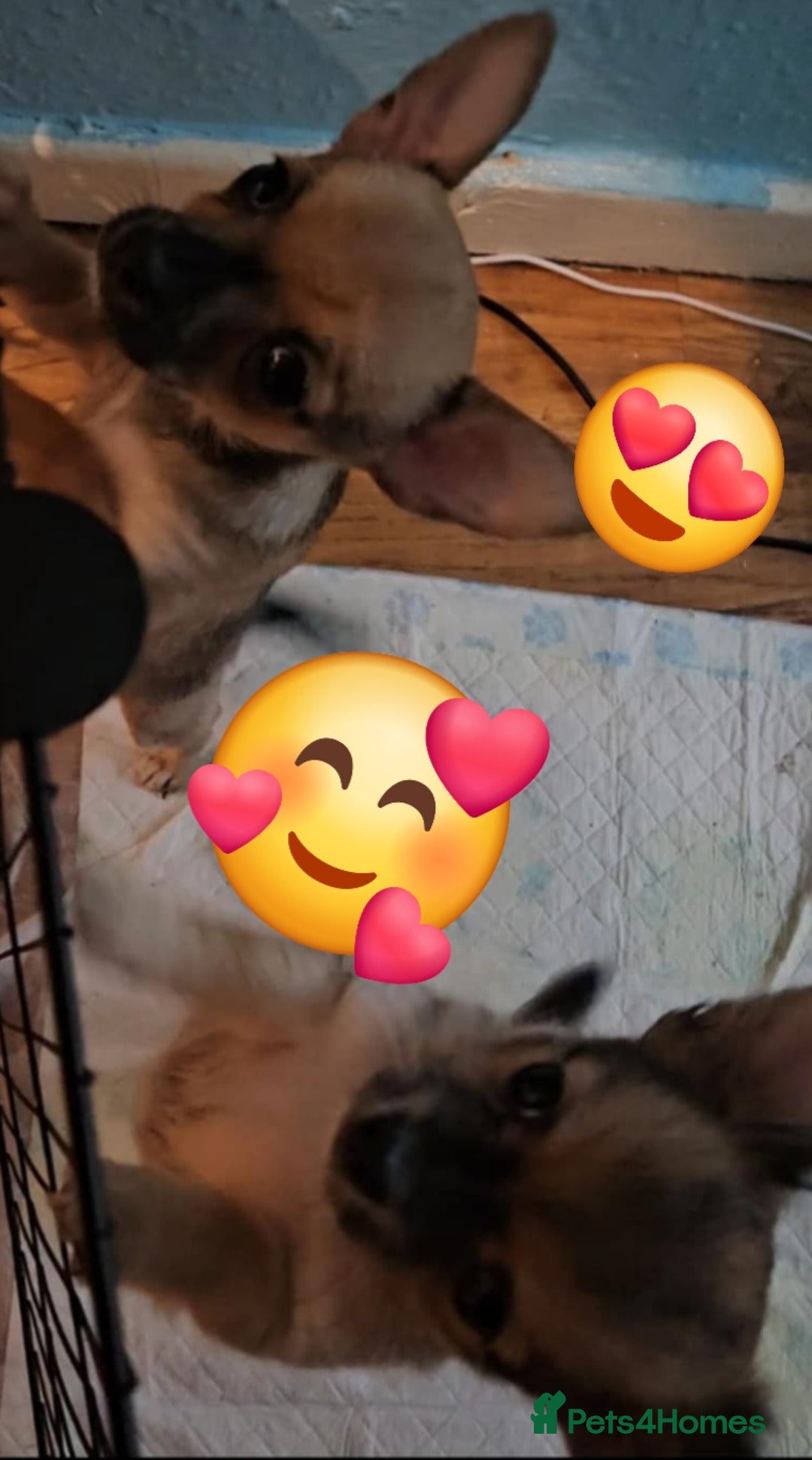 Chihuahua dogs for sale: 2x 13 old week beautiful Chihuahua Pups for sale  - Advert 15