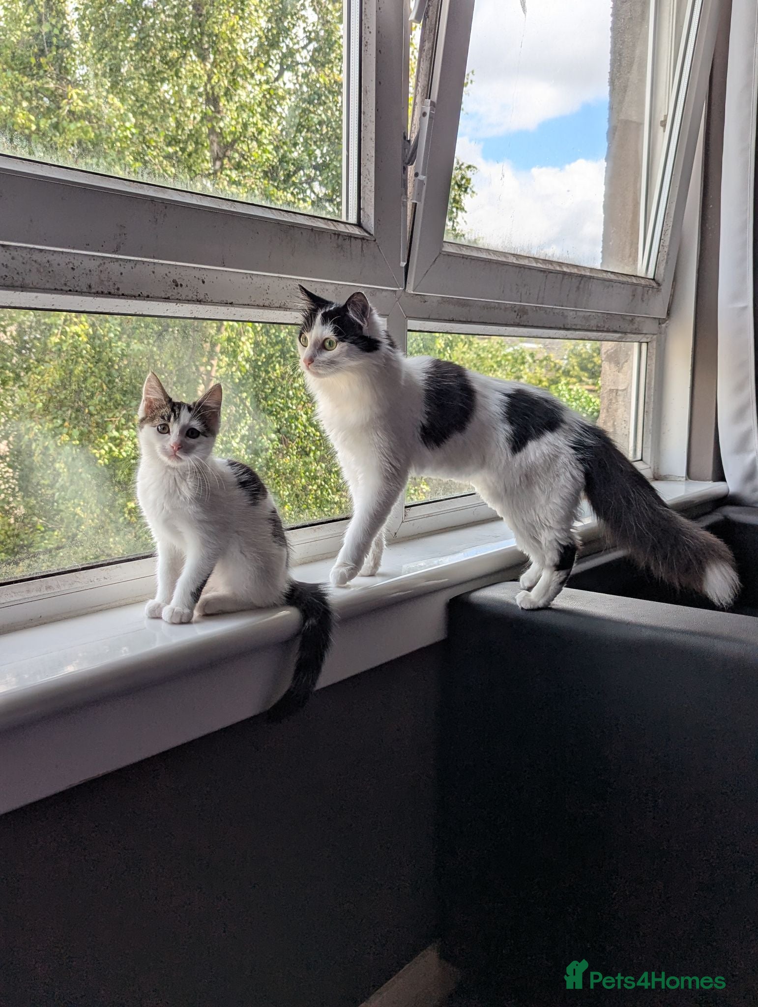 Mixed Breed cats Three adorable kittens 💕🐈😺 - Advert 1