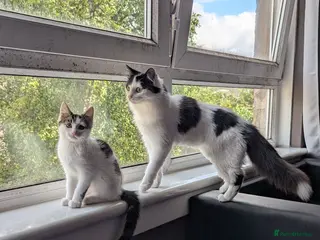 Mixed Breed cats Three adorable kittens 💕🐈😺 - Advert 2
