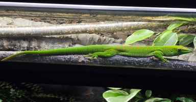 Gecko reptiles - Advert 1