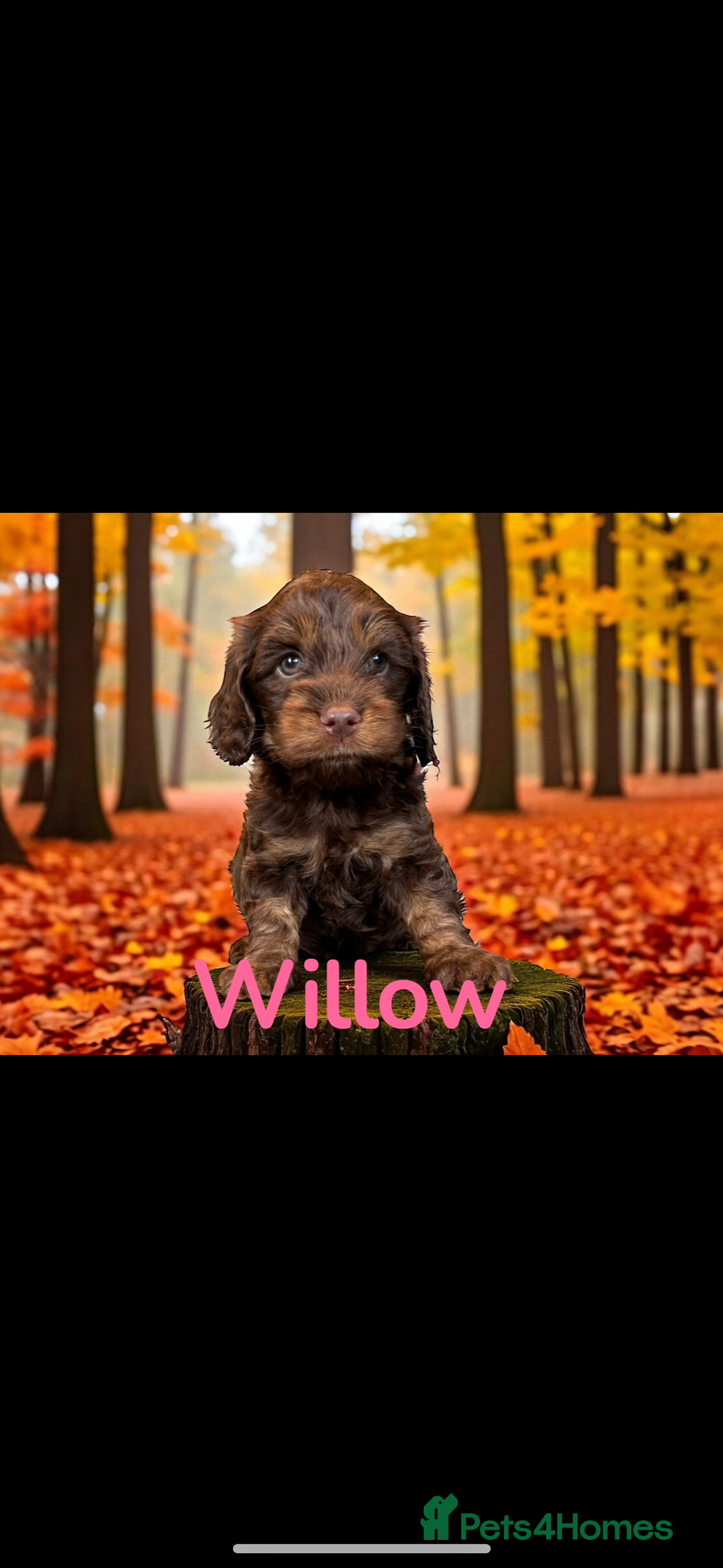 Miniature Poodle dogs for stud: Chocolate phantom miniature poodle stud - Advert 9