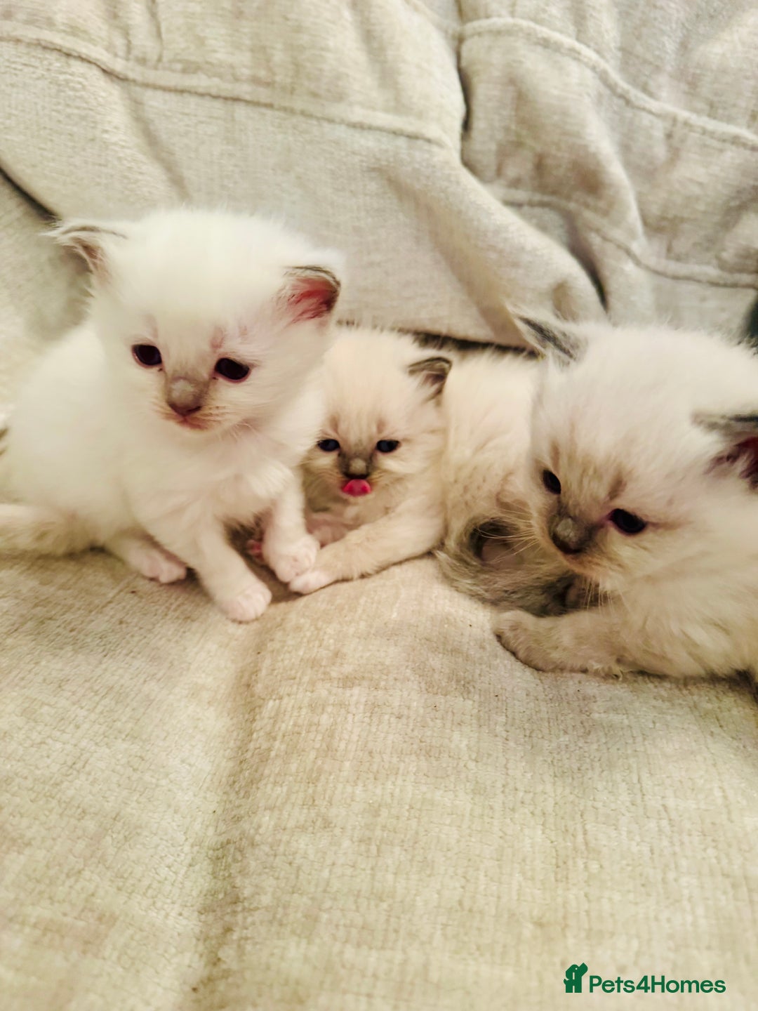 Ragdoll cats for sale: Pure bred blue & lilac point Ragdoll kittens  - Advert 26