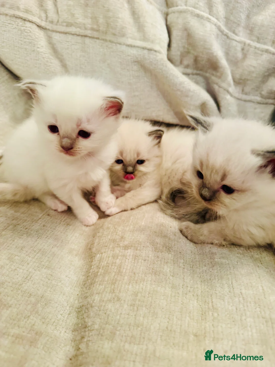 Ragdoll cats for sale: All kittens now reserved. Ragdoll kittens  - Advert 26