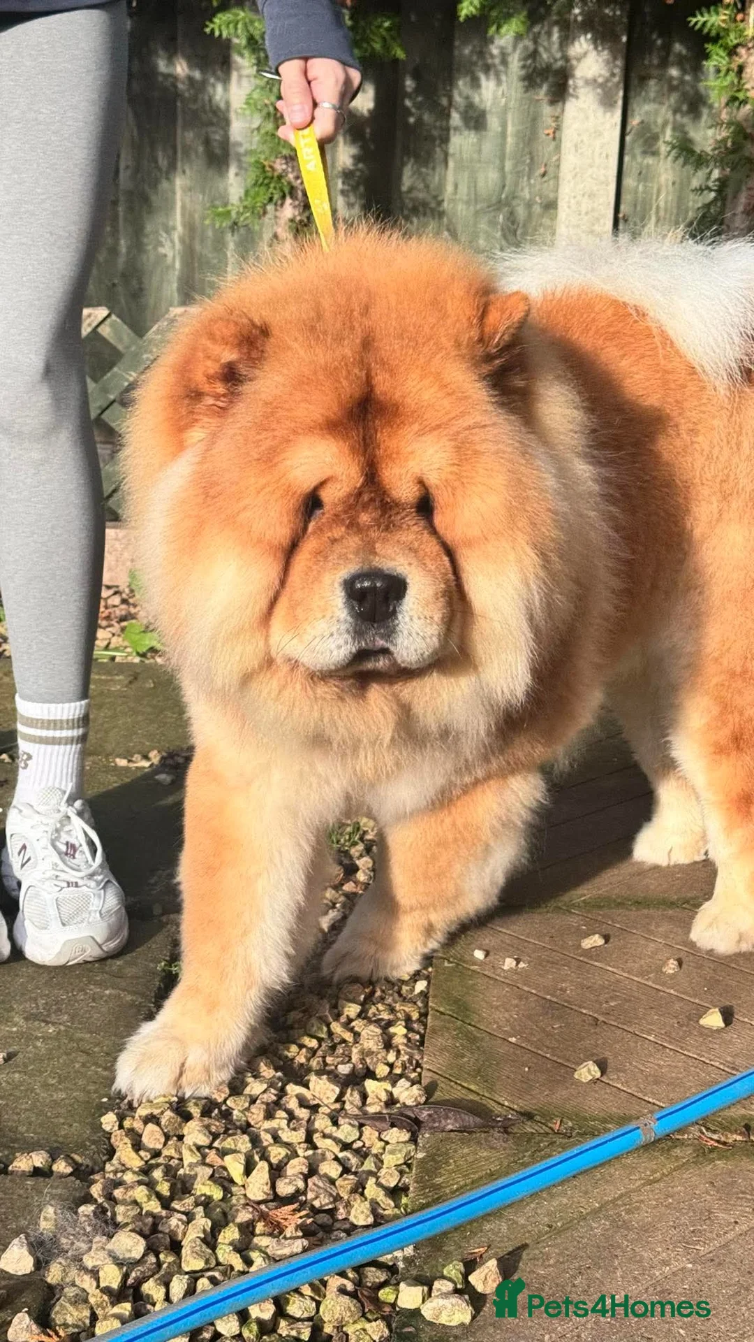 Chow Chow dogs for stud: KC registered Red Chow Chow for Stud  - Advert 2