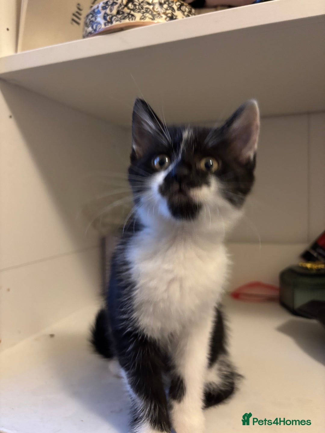 Domestic Shorthair cats for sale: 3 adorable girls left! - Image 4