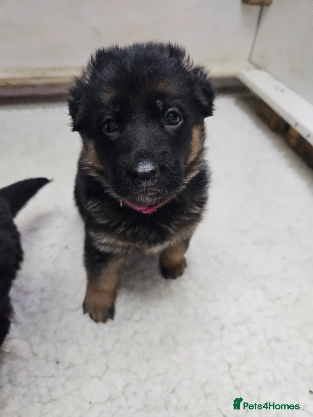 German Shepherd dogs for sale: German shepherd puppies - Advert 29