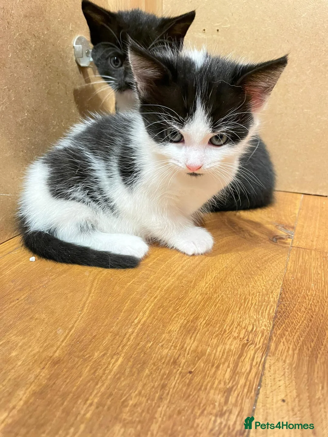 Mixed Breed cats for sale: Gorgeous litter of kittens in Ilminster - Advert 15