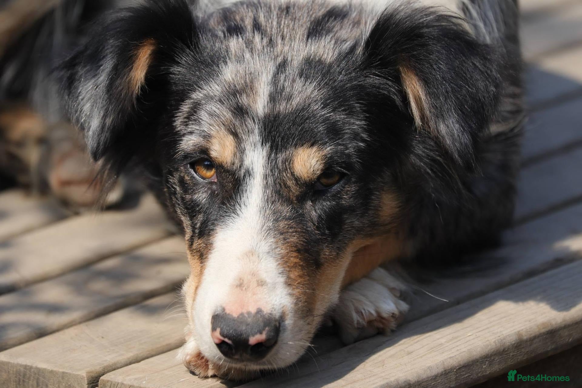 Border Collie dogs Specialist Bred Border Collie Pups Merle - Advert 2