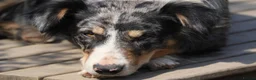 Border Collie dogs for sale: Specialist Bred Border Collie Pups Merle - Advert 2