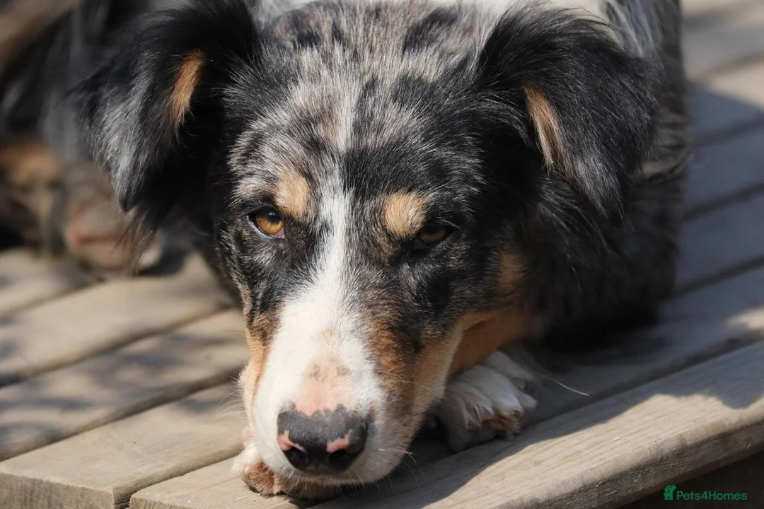 Border Collie dogs for sale: Specialist Bred Border Collie Pups Merle - Advert 2
