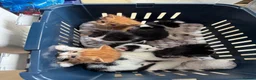 Mixed Breed cats for sale: Stunning 5 week old kittens  - Advert 3