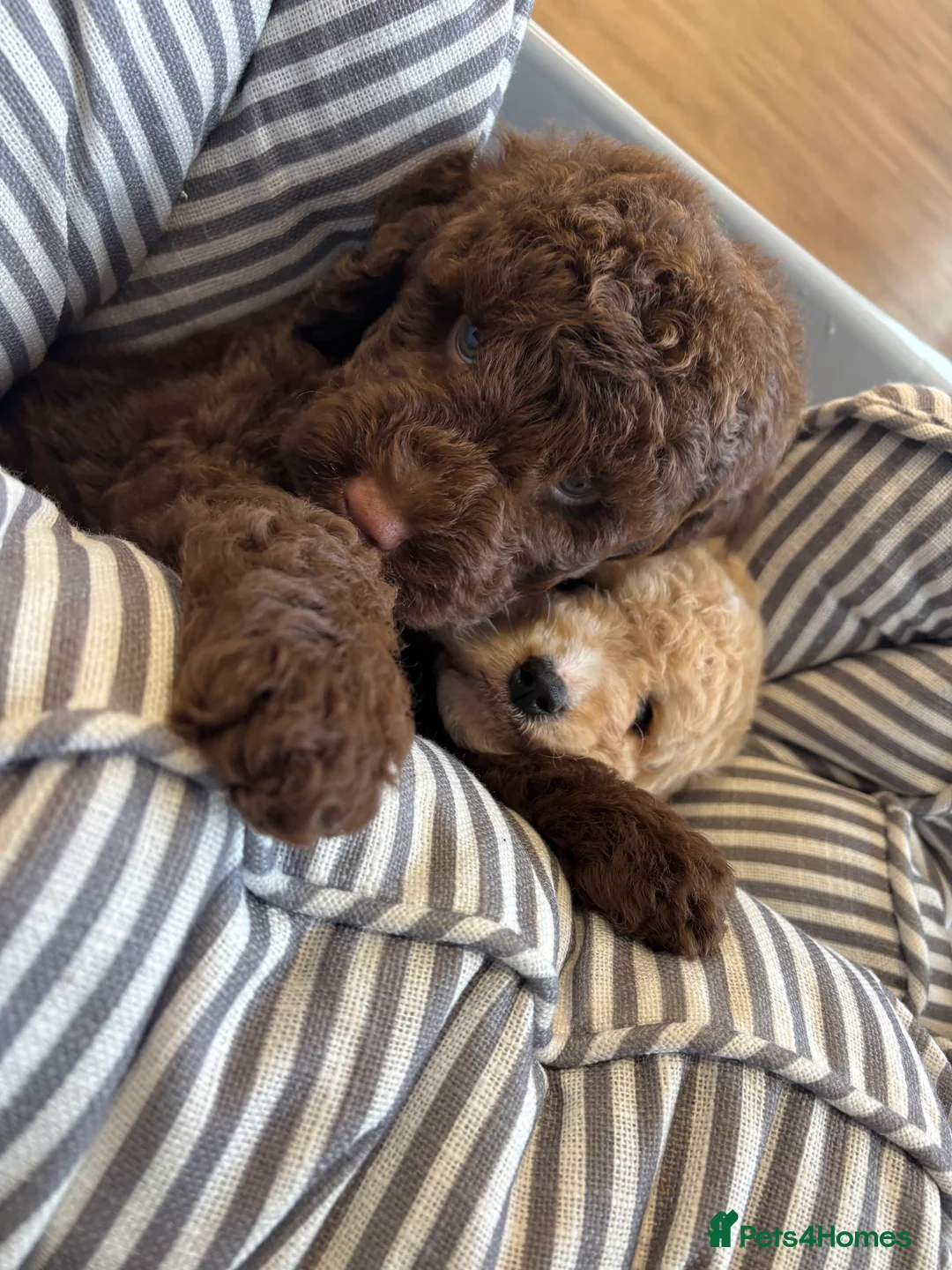Labradoodle dogs for sale: Miniature Labradoodle puppies - Advert 27