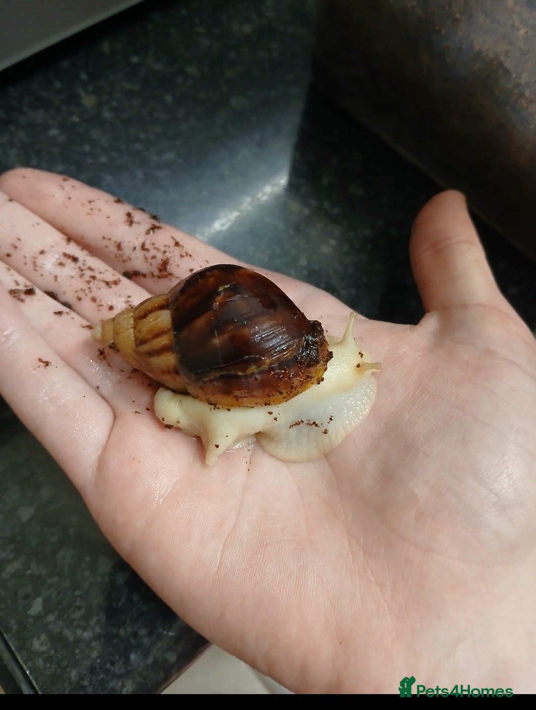 Snails invertebrates Giant African land snails for sale  - Advert 15