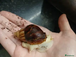 Snails invertebrates Giant African land snails for sale - Advert 15