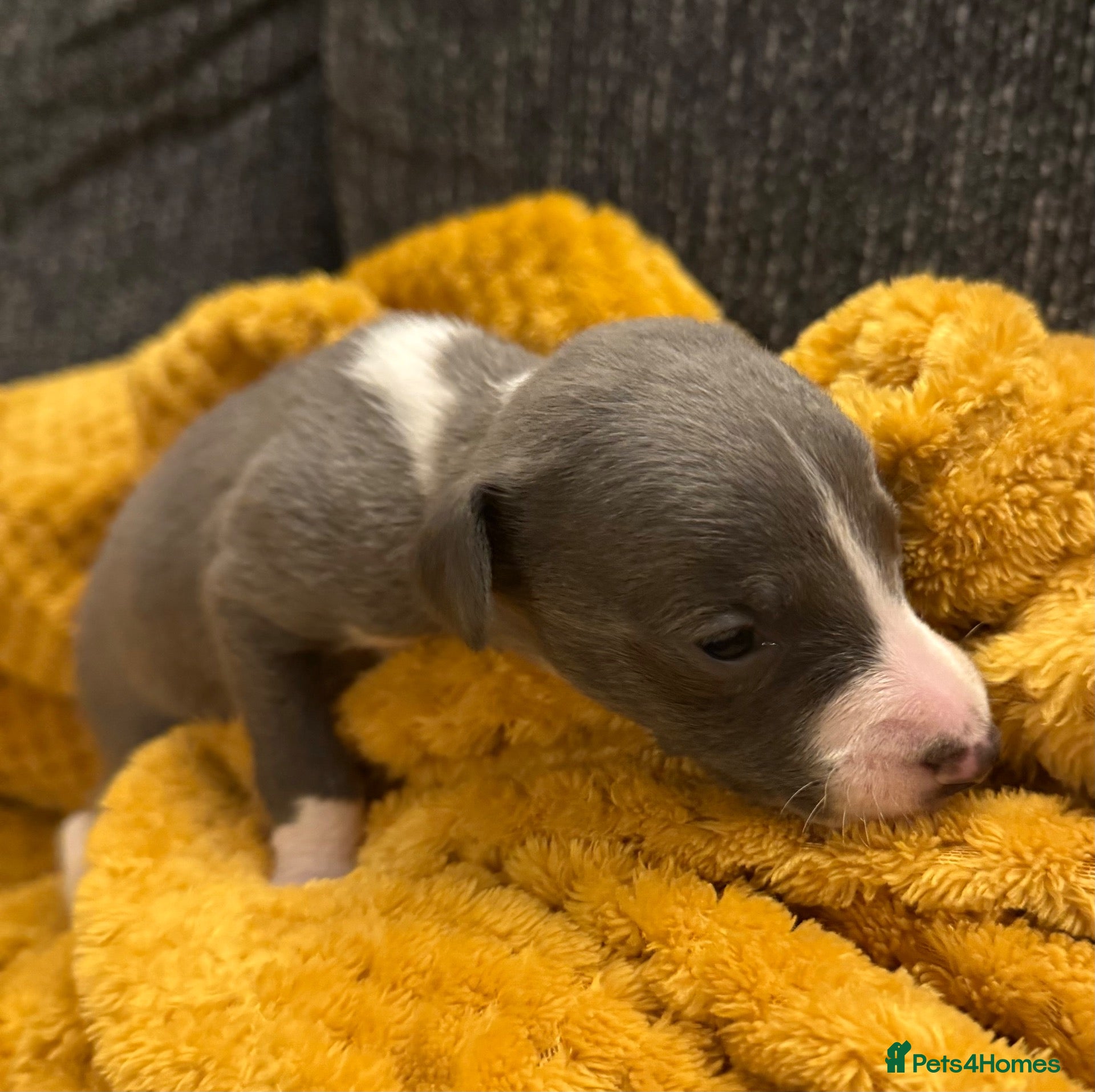 Whippet dogs Stunning small boy available  - Advert 4