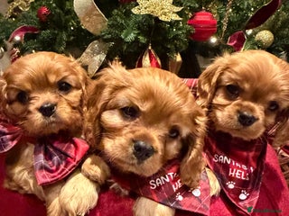 Cavalier King Charles Spaniel dogs Cavalier King Charles Spaniel Puppies KC Reg - Advert 1