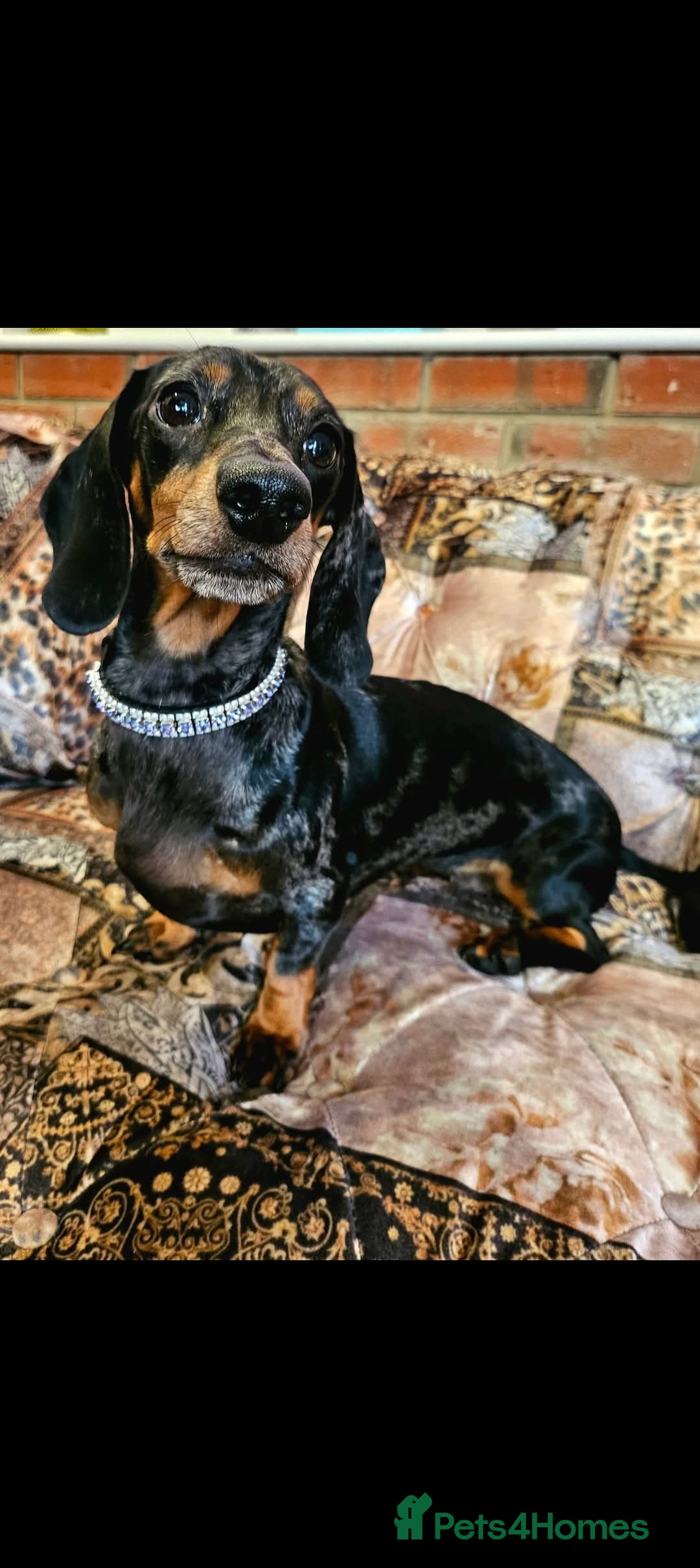 Miniature Dachshund dogs for sale: Quality mini dachshund dna clear - Advert 2