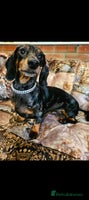 Miniature Dachshund dogs Quality mini dachshund dna clear - Advert 1