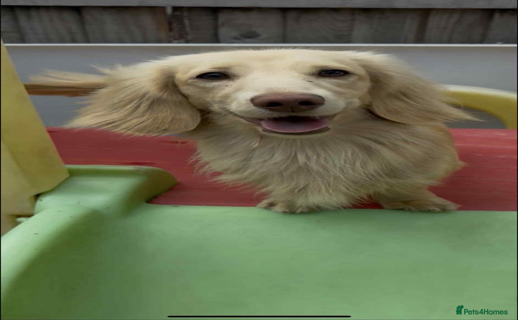 Miniature Dachshund dogs - Advert 1